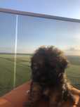 Pui bichon havanez