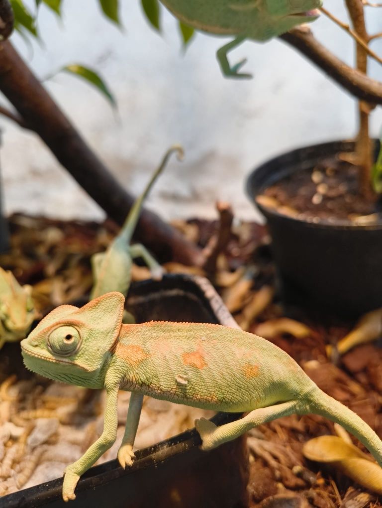 Йемемски Хамелеон / Chamaeleo calyptratus