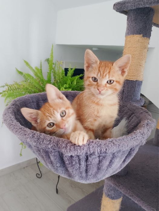 Pisicuțe Adoptie