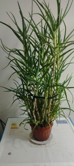 Aloe sotiladi 400 ming