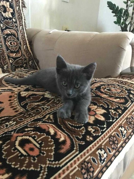 Котенок бесплатно