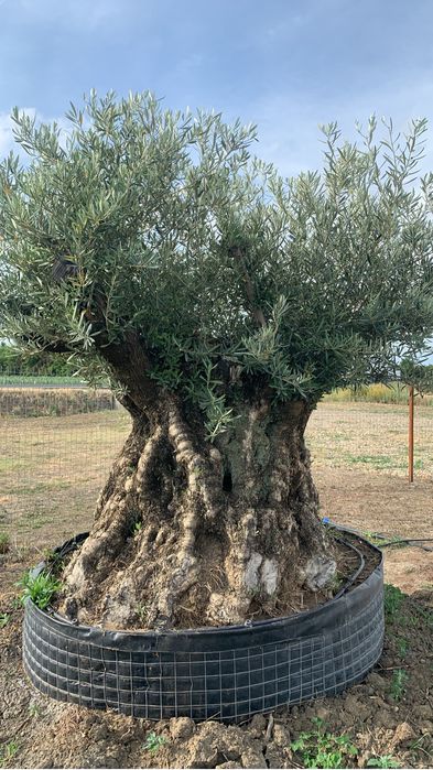 Maslini seculari si centenari de diferite marimi si forme