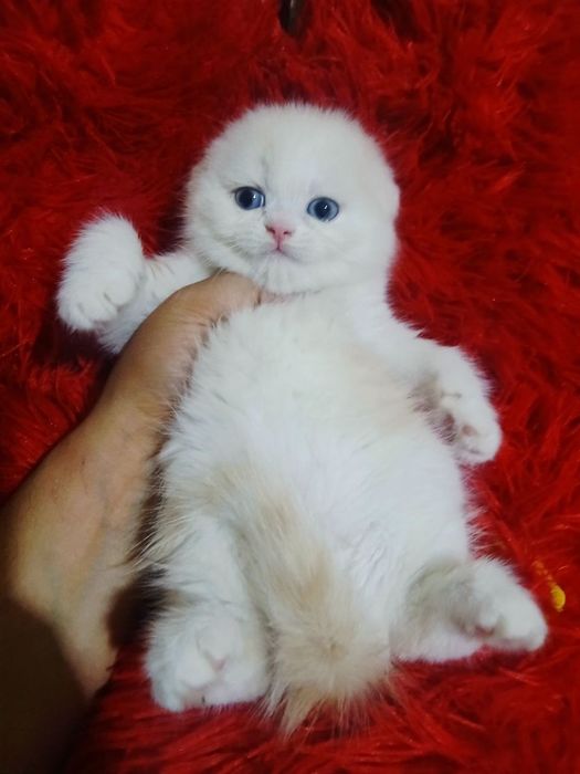 Шотландская вислоухая скоттиш фолд мальчик