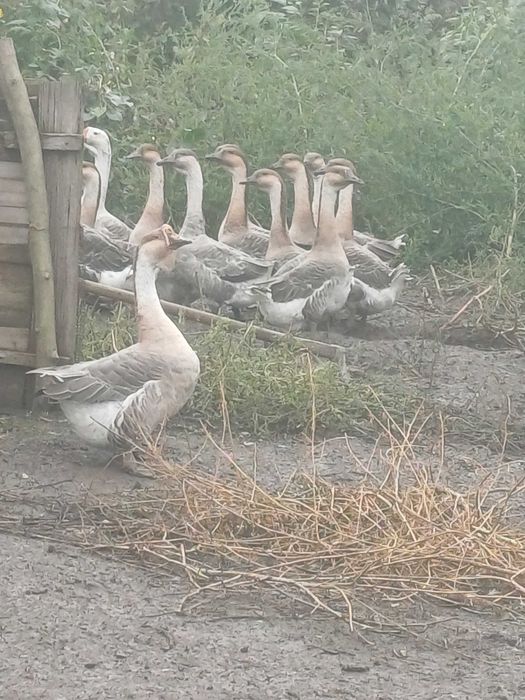 Vand gâște americane