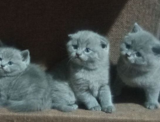 Продаются породистые  шотландские  котята  Скотиш  фолд и страйт