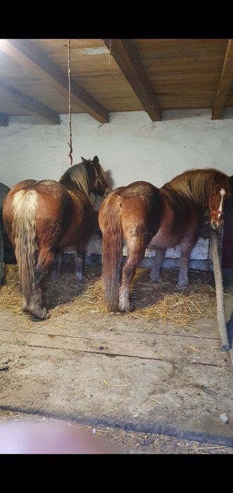 Mânz/mânză/ iepe friz