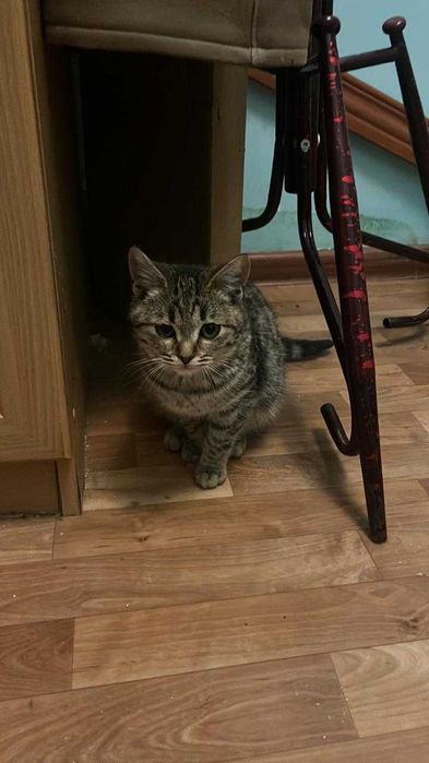 Отдам котенка в добрые руки