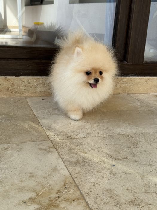 Baietel Pomeranian  pedigree FCI