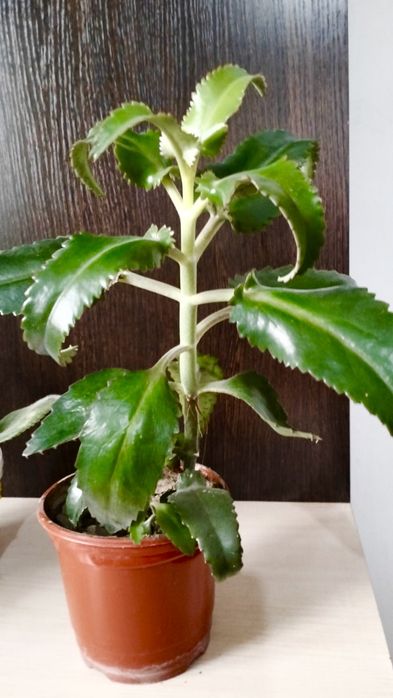 Продам Каланхоэ (лечебное)