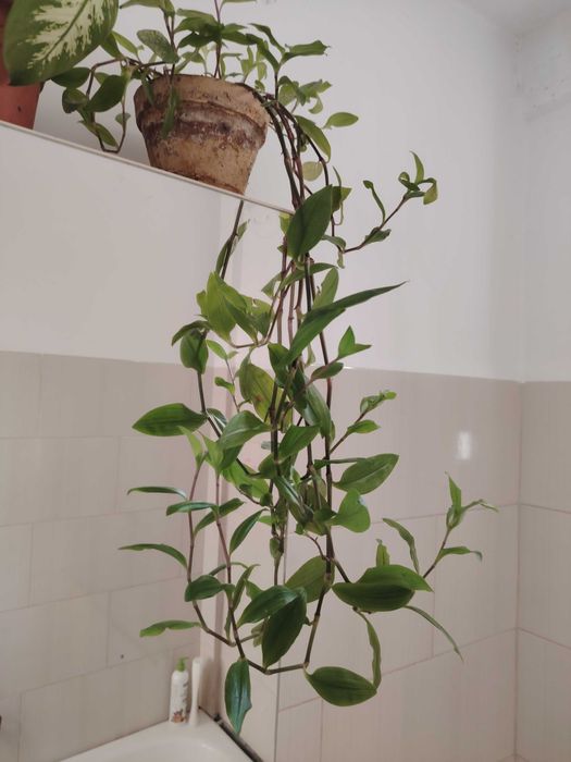 Flori: yucca, sansiveria, trandescantia. Trimit in tara.