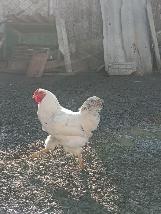 Cocoși de curte tineri