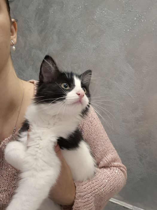 Puiuț de pisica , motan