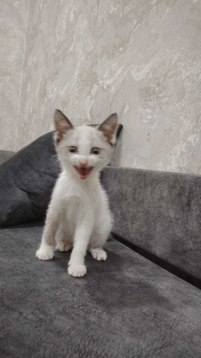 Котенок ищет дом!