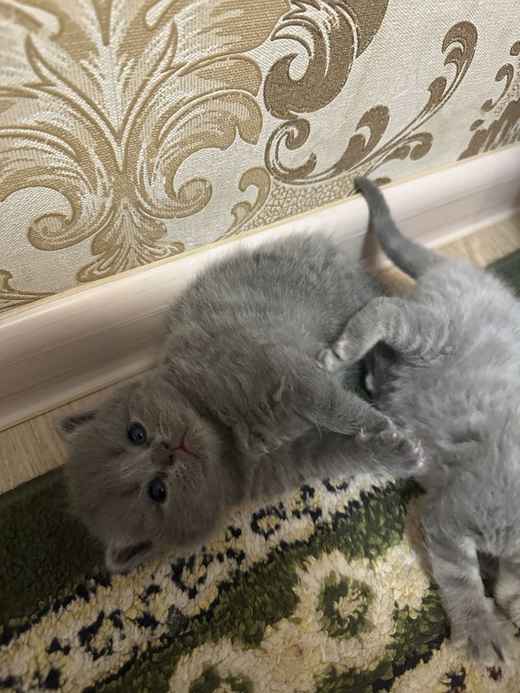 Продам котенок британец