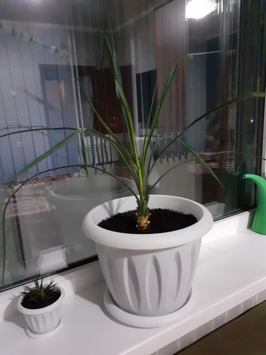 Продаю растение хавортию полосатую, возможен обмен