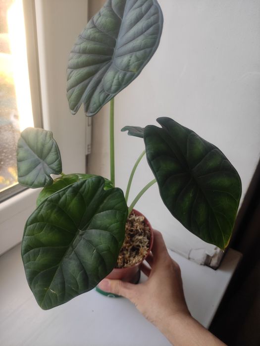 Распродажа декоративные комнатные растения