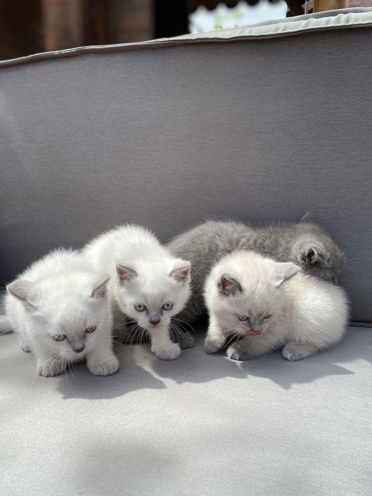 Vand pisici British Shorthair