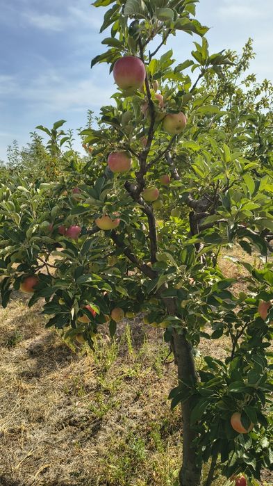 Mere Golden, Idared și Florina – calitate superioară