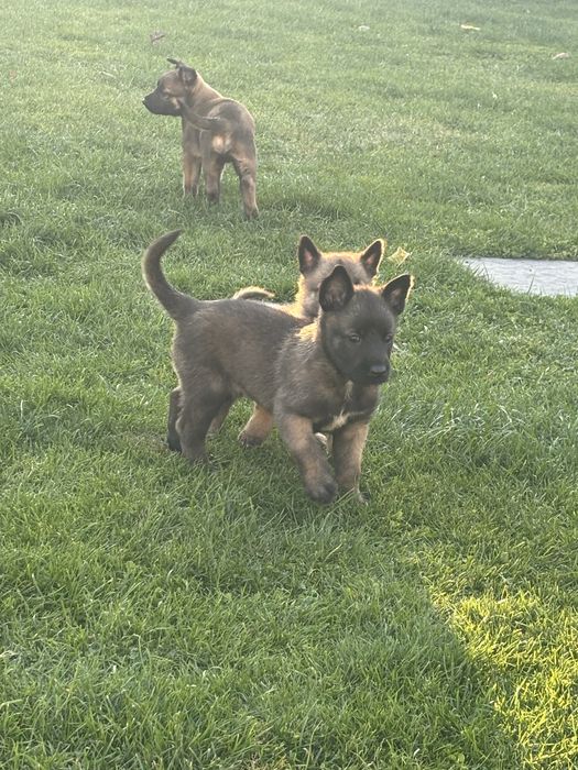 Ciobanesc Belgian Malinois