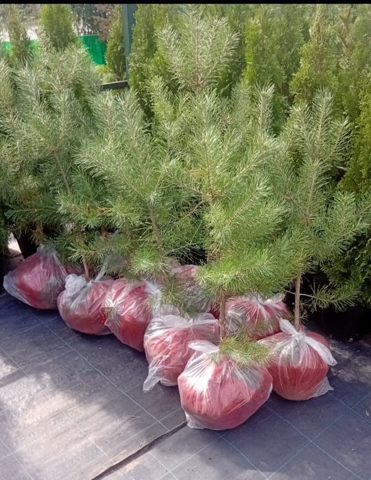 Сосна саженцы с комом земли