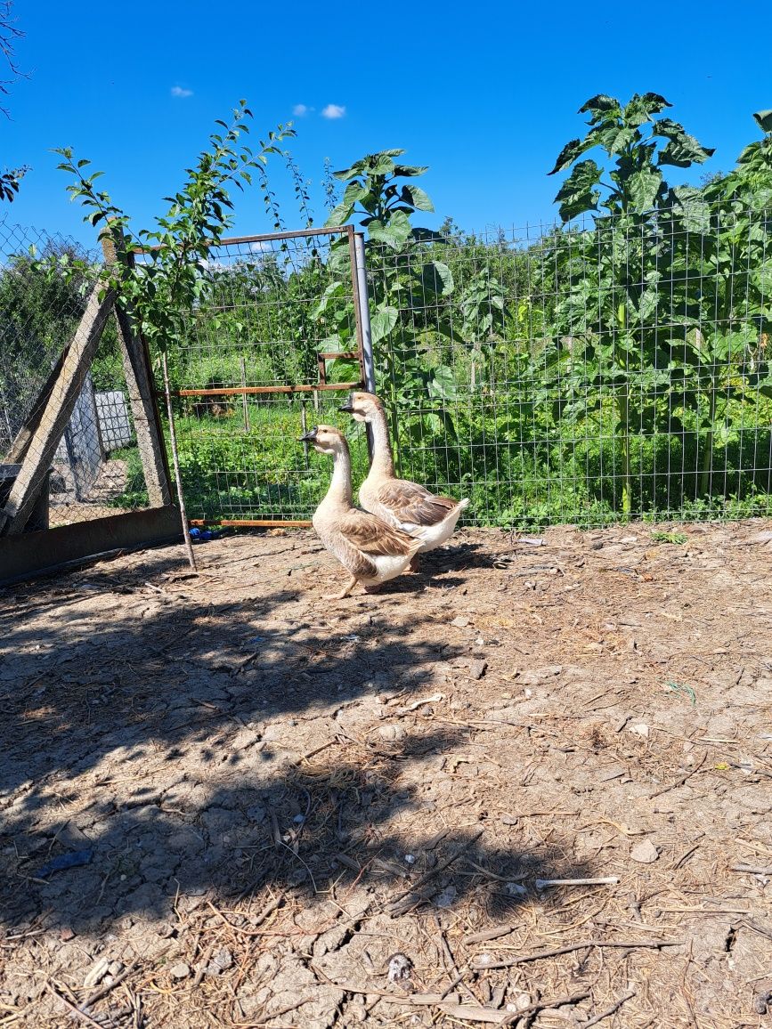 Gâște și cocosi de vânzare