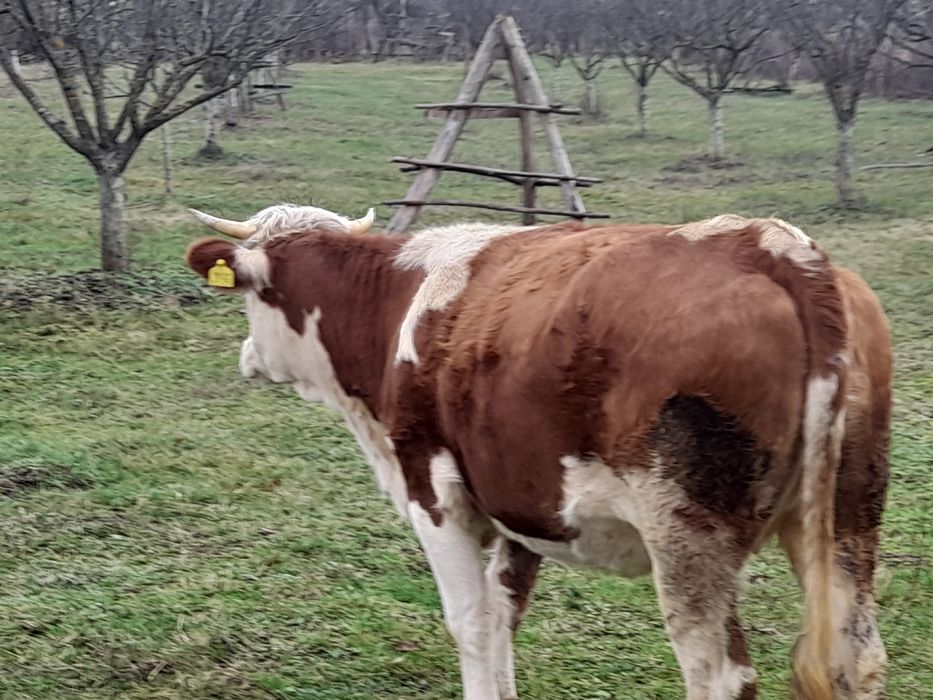 Vaca și juninca de vancare