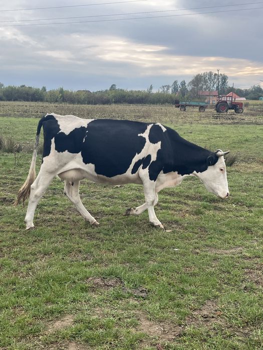 Lot de 13 vaci de lapte inscrise in COP