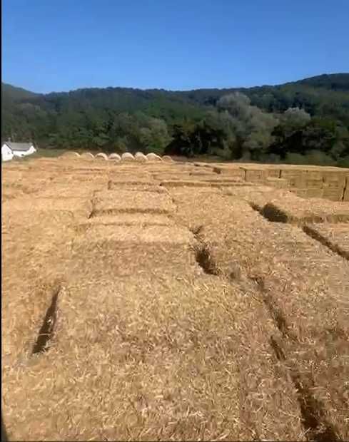 Vindem/Schimb  baloti de paie patrati  2024