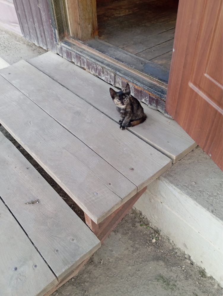 Котыта девочки ищут дом