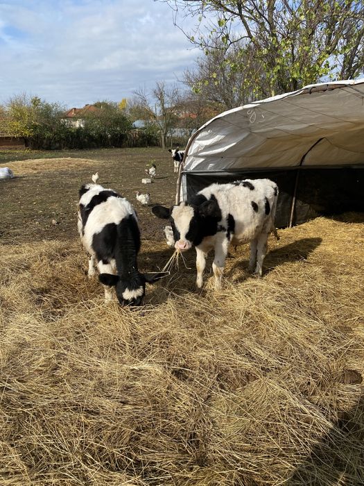 Телета мъжки и женски 4-5 месечни