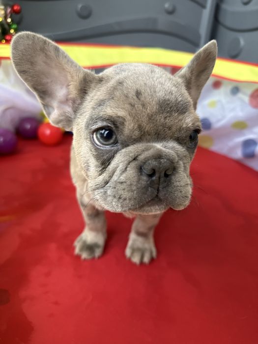 Bulldog Francez Merle 3 luni