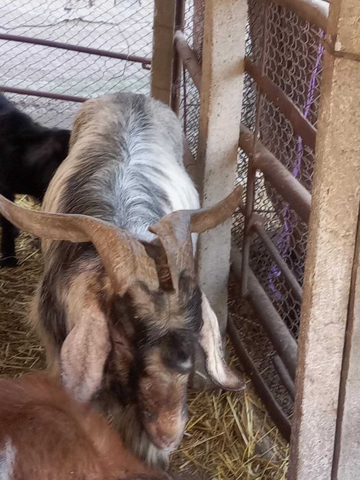 Пръч (Козел) и Коза