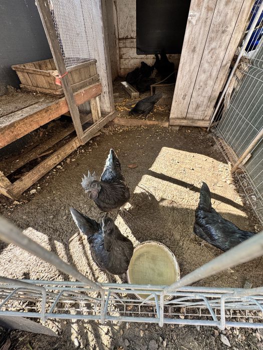 Familii ayam cemani 2+1 3+1  2025 disponibile