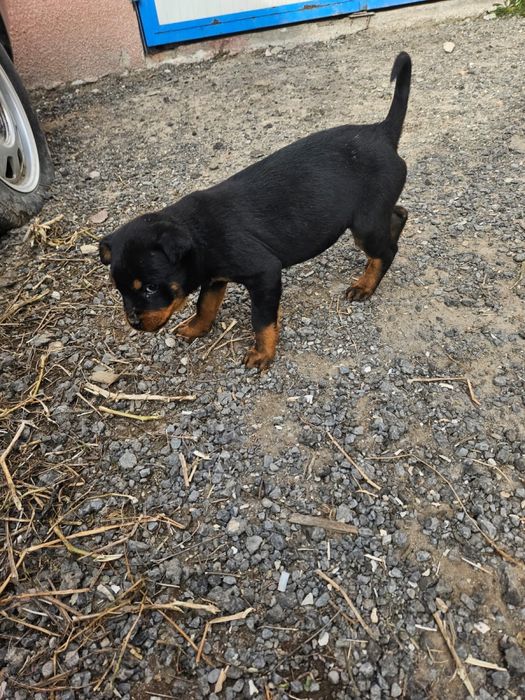 Vand catel rotweilar pui