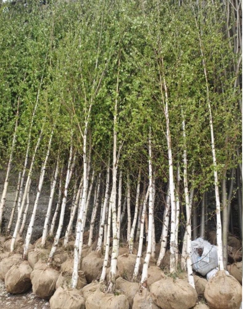 Plante ornamentale diferite specii.tuia. Gazon rulou.piatra.amenjari