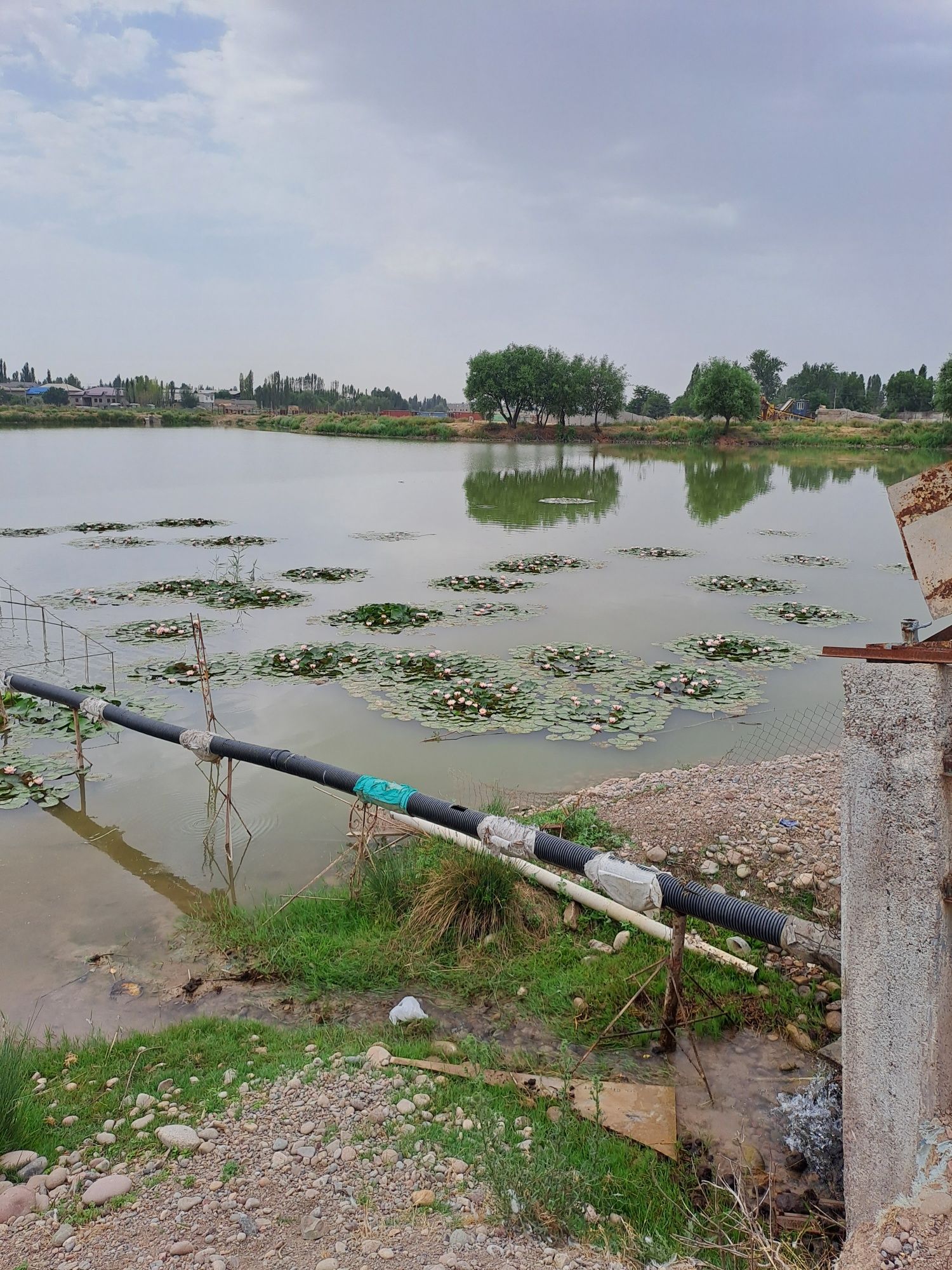 Водянные лилии в ассортименте