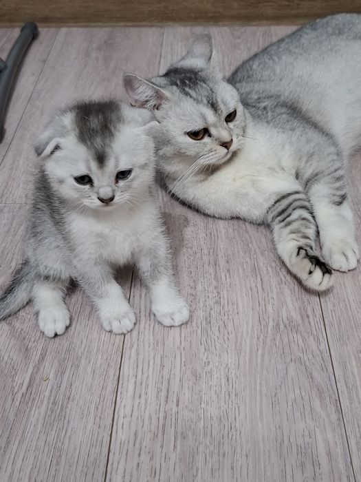 Котята шиншиллы серые и рыжие
