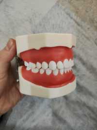 Модель челюсти стоматология
