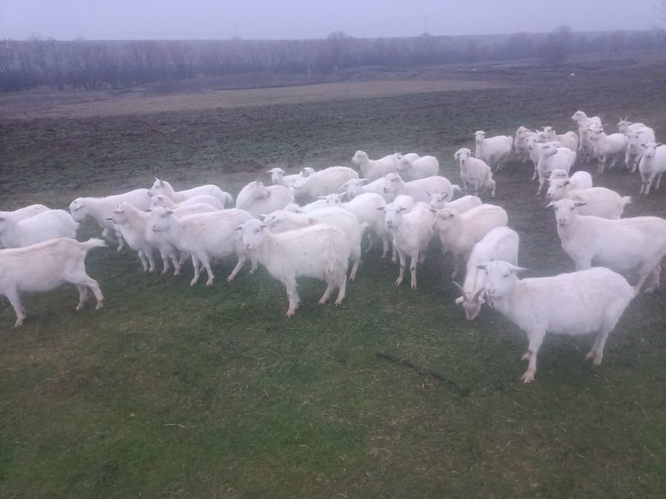 Vând capre tinere albe ,rasa sanen și alba de banat