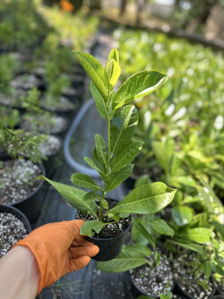 Laur englezesc, prunus laurocerasus, plante ornamentale, leylandi,
