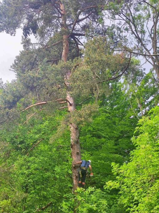 Рязане, кастрене и премахване на опасни и високи дървета
