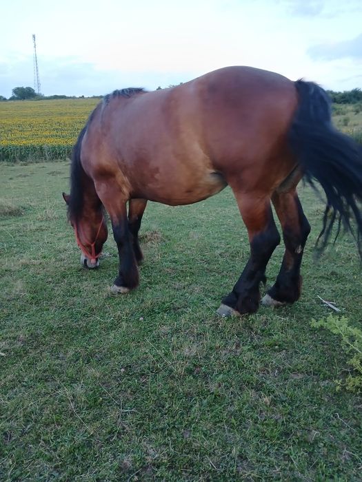 Vând iapa gestanta si un mânz de un an jumate