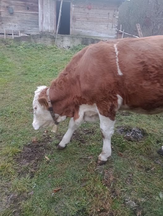 De vânzare junincă