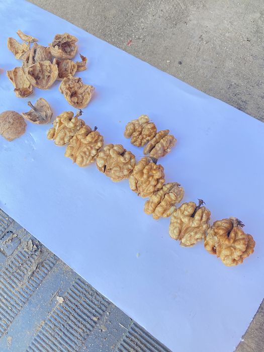 Nuci in coajă 2025 Cantități Mari