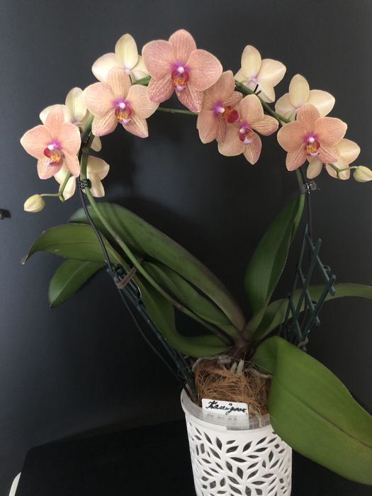 Продам орхидеи домашние