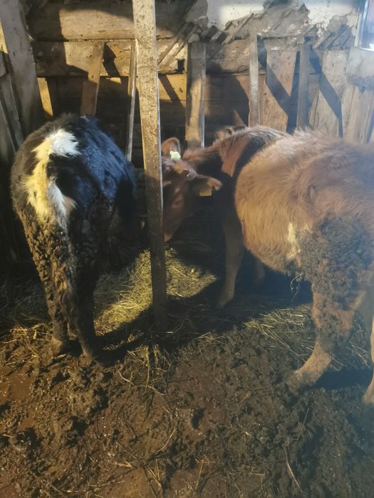 Vind juninca . Geamana.