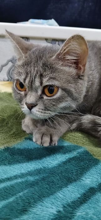 Britan mushugi sotiladi