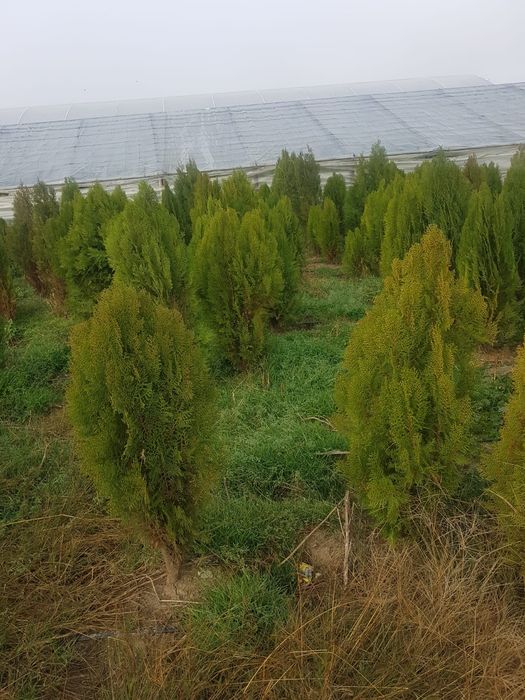Amenajari gradini cu plante ornamentale