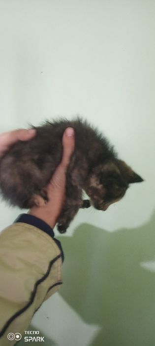 Mushuk bolasini sotiladi