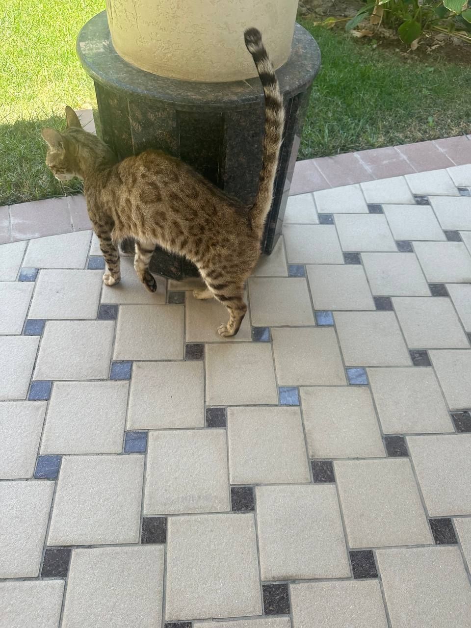 Кошка Бенгальская